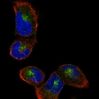 Immunofluorescence staining of RH-30 cells using the Anti-SORT1 monoclonal antibody, showing specific staining of the golgi apparatus in green. Microtubule- and nuclear probes are visualized in red and blue, respectively (where available).