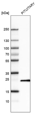 Western blot analysis in human pituitary gland tissue.