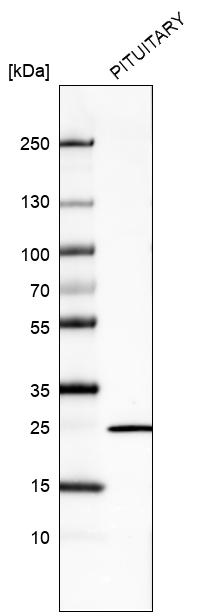 Anti-PRL Antibody