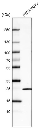 Anti-PRL Antibody