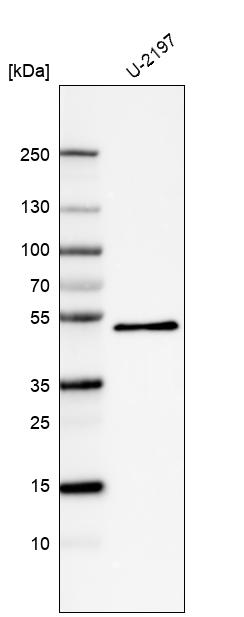 Anti-PCOLCE Antibody