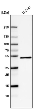 Anti-PCOLCE Antibody