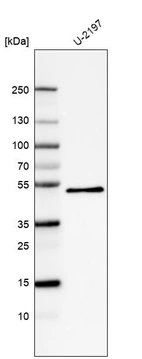 Anti-PCOLCE Antibody