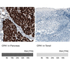 Anti-CPA1 Antibody