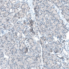 Anti-TET2 Antibody