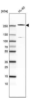 Western blot analysis in human cell line HL-60.