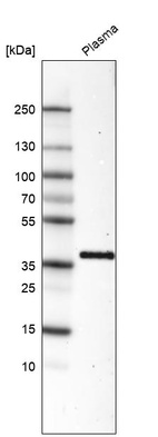 Anti-INHBC Antibody