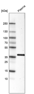 Anti-INHBC Antibody