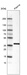 Anti-INHBC Antibody
