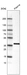 Anti-INHBC Antibody