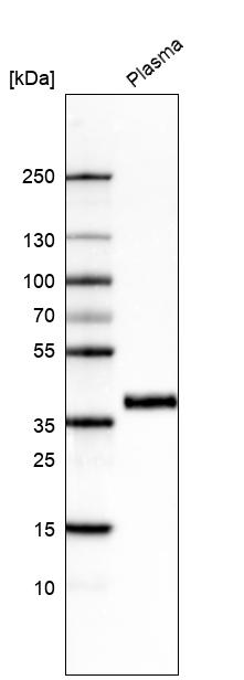 Anti-INHBC Antibody
