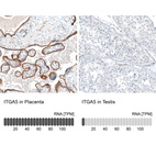 Anti-ITGA5 Antibody