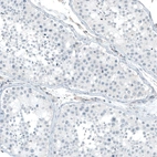 Immunohistochemical staining of human testis shows no positivity in cells in seminiferous ducts as expected.