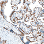 Anti-ITGA6 Antibody