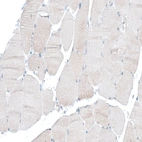 Immunohistochemical staining of human skeletal muscle shows no membranous positivity in striated muscle fibers as expected.