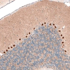 Immunohistochemical staining of mouse cerebellum shows strong nuclear positivity in Purkinje cells.