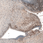 Immunohistochemical staining of mouse embryo E14 shows strong nuclear positivity in neuronal cells in developing cerebellum.