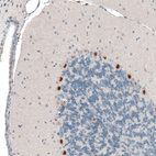 Immunohistochemical staining of mouse cerebellum shows strong nuclear positivity in Purkinje cells.