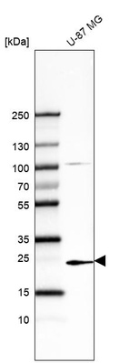 Western blot analysis in human cell line U-87 MG.