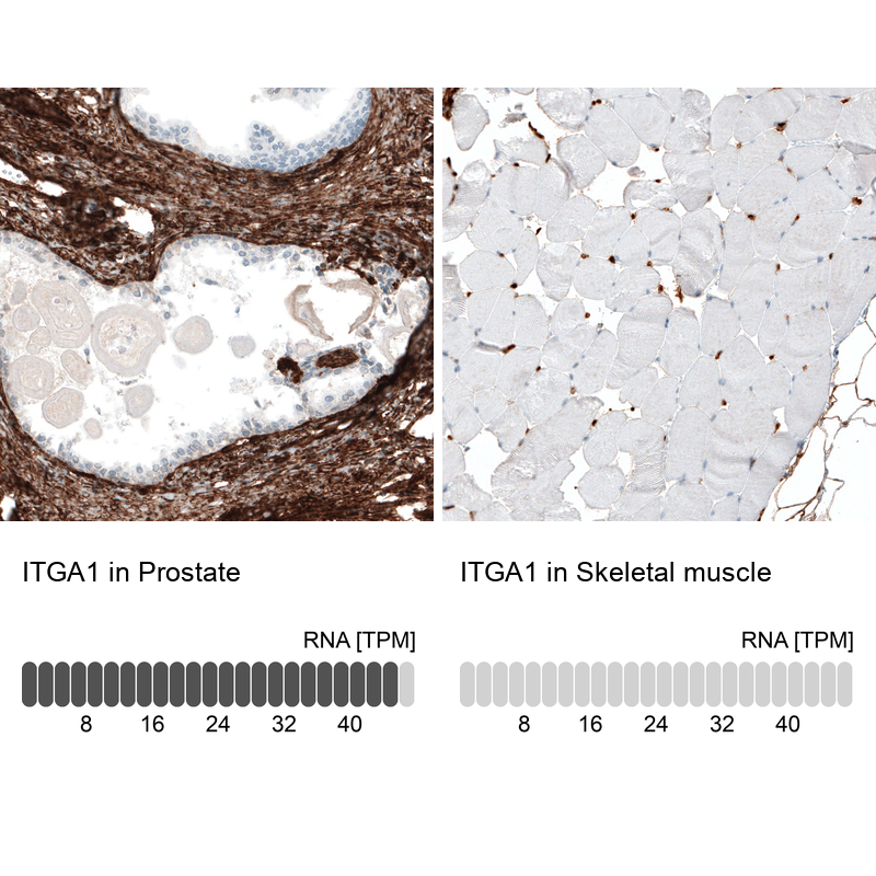 Anti-ITGA1 Antibody