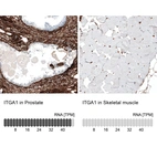 Anti-ITGA1 Antibody