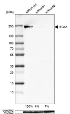 Western blot analysis in U-138MG cells transfected with control siRNA, target specific siRNA probe #1 and #2, using Anti-ITGA1 antibody. Remaining relative intensity is presented. Loading control: Anti-GAPDH.