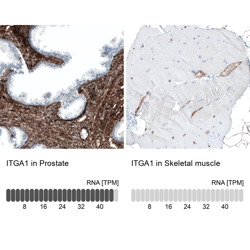 Anti-ITGA1 Antibody