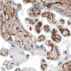 Immunohistochemical staining of human placenta shows strong membranous positivity in blood vessels, as well as positivity in loose connective tissue.