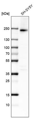 Western blot analysis in human cell line SH-SY5Y.