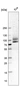 Anti-ITGB8 Antibody