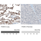Anti-ITGA8 Antibody