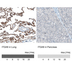 Anti-ITGA8 Antibody