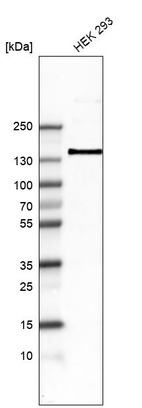 Western blot analysis in human cell line HEK 293.