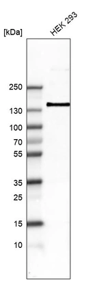 Western blot analysis in human cell line HEK 293.