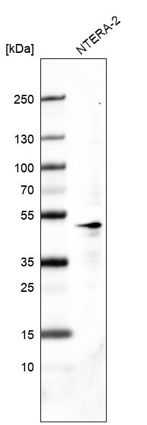 Anti-POU5F1 Antibody