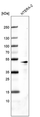 Anti-POU5F1 Antibody