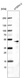 Anti-POU5F1 Antibody