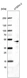 Anti-POU5F1 Antibody