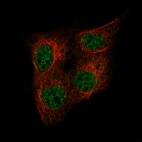 Immunofluorescence staining of A-431 cells using the Anti-POU5F1 monoclonal antibody, showing specific staining in the nucleoplasm and cytosol in green. Microtubule- and nuclear probes are visualized in red and blue, respectively (where available).