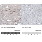 Anti-FGF18 Antibody