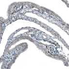 Immunohistochemical staining of human Fallopian tube shows moderate positivity of secretion under the glandular cell layer.