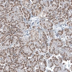 Immunohistochemical staining of human pancreas shows moderate granular cytoplasmic positivity in exocrine glandular cells.