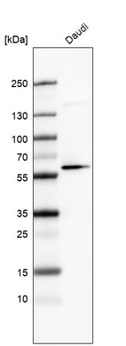 Western blot analysis in human cell line Daudi.