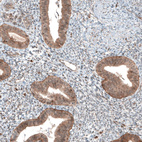 Immunohistochemical staining of human endometrium shows moderate granular cytoplasmic positivity in glandular cells.