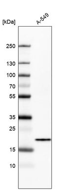 Western blot analysis in human cell line A-549.