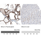 Anti-BCL2 Antibody