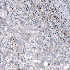 Anti-BCL2 Antibody