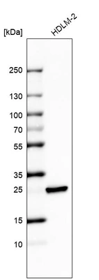 Western blot analysis in human cell line HDLM-2.