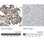 Anti-CDK2 Antibody