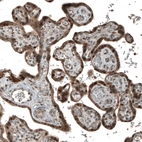 Immunohistochemical staining of human placenta shows strong nuclear positivity in trophoblastic cells.